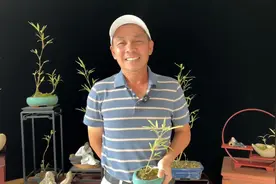 在家中摆放一些竹子盆景也是很不错的！如果有兴趣，请把视频看完视频封面