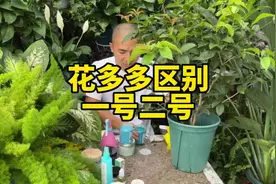 花多多1号和2号的区别，各自的使用方法视频封面