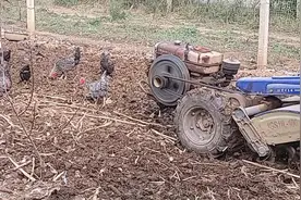 富平书香家庭农场果园养鸡的五大作用:一是吃虫；二是堆肥