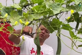 凉拌棱丝瓜#冒哥