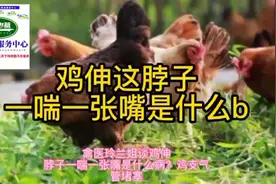 禽医玲兰姐谈鸡伸脖子一喘一张嘴是什么病鸡支气管堵塞主要原因…视频封面