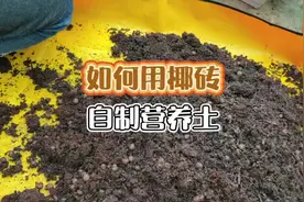 用椰砖这样配土，土质松软肥沃又省💰，赶紧收藏起来！#椰砖视频封面