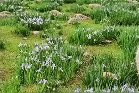 高原上的马莲花开了#风景#大自然的美 #美丽乡村 #旅行 #自驾游 #跟着抖音转青海 #旅行推荐官 @抖音旅行视频封面