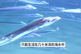 揭秘远洋捕捞带鱼的全过程，做成香酥#带鱼罐头 简直太美味了视频封面