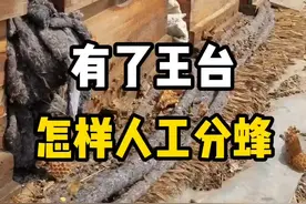 蜂群有了王台，怎样人工分蜂？#分蜂 #分蜂季 #分蜂小技巧 #蜜蜂分蜂 #养蜂技术分享 #养蜂技术 #三农 视频封面