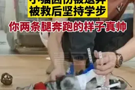 #小猫坠楼受伤被遗弃在垃圾桶 获救后坚持训练靠两条腿奔跑 网友：坚强的小猫咪，加油！#政媒原创作者联盟视频封面