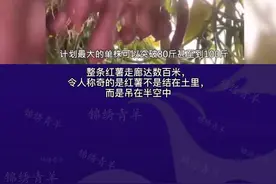 神奇！#退休专家牵牛花嫁接种出空中红薯 @剪映 @抖音短视频 #农业视频封面