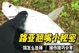 路亚翘嘴小秘密，饵的选择和操作技巧分享#路亚翘嘴 #路亚假饵视频封面