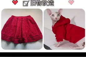 宠物服装无毛猫咪毛衣的制作教程视频封面