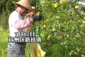 #安徽宣城宣州区 宣木瓜开采啦！@DOU+小助手 #同城热门视频封面