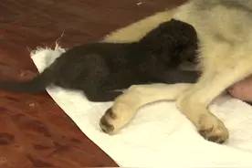 祝愿小黑豹越长越强壮，就像......