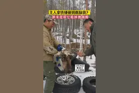 主人拿铁锤砸驯鹿脑袋？原来是帮它敲掉鹿角帽 #神奇动物 #稳准狠 #脑瓜子嗡嗡的 来源@@瓦莲 视频封面