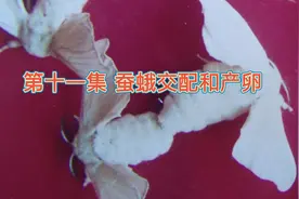 蚕蛾交配和产卵#科普 #蚕宝宝成长记 #蚕丝被 #美丽南方 #南宁