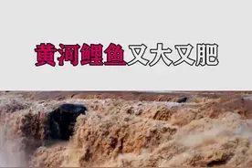 为什么黄河泥沙这么多，里面的鱼反而又肥又大？#科普 #涨知识 #dou出新知 视频封面