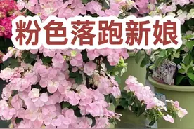 它是绣球中的开花机器，多季节开花，更耐寒，可调蓝，可做花墙或花柱#粉色落跑新娘