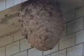 蜂窝位于农户主房后门房檐上方，已有足球那么大，周围马蜂围绕其飞舞。消防员先用水枪将蜂窝冲散，再对其喷射火焰确保蜂窝不再恢复。#辽宁消防 @辽宁朝阳消防 视频封面