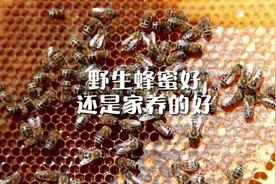 很多人都不知道，野生蜂蜜好还是家养的蜂蜜好，陈老给你解说