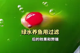 绿水养鱼要过滤吗？三个不同方式的绿水养鱼的利弊