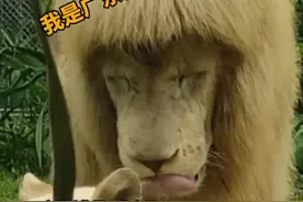 撞脸云南怒江僳僳族小伙！5月29日，广州动物园一只“剪”了齐刘海的狮子火了，触电新闻联系了动物园的工作人员，工作人员：它自己打理的！我们不敢剪！#广东dou知道#美好广东  视频封面