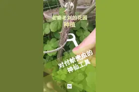 巧用家庭工具消灭月季上的蚧壳虫。#蚧壳虫 #月季 #花园 #病虫害 视频封面