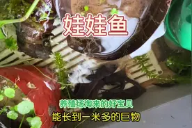 远古巨物娃娃鱼，能长到一米多长几十斤重#奇妙的动物 #娃娃鱼