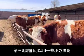 牛场苍蝇蚊子怎么办？三个小妙招送给你#科学养牛 #养牛 #苍蝇 #蚊子视频封面