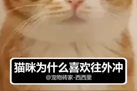 猫咪为什么总喜欢冲出家门 #猫咪的迷惑行为 #萌知计划 #宠物知识