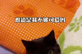 为什么大家都不喜欢小黑猫，明明它那么乖巧可爱！#黑猫 #抖音动物图签 @抖音短视频视频封面