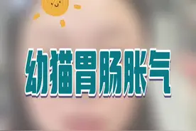 幼猫肠胃胀气是非常危险的，教你判断发生的原因和一些处理小技巧。希望天下所有猫咪都健康。#猫 #猫咪 #宠物知识 #猫猫教 #萌宠视频封面