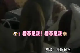 猴子闯进居民家，把狗狗打败后大摇大摆吃东西喝牛奶。主人：不看监控差点让狗背锅😂#贵州dou知道 #贵阳 #搞笑视频封面