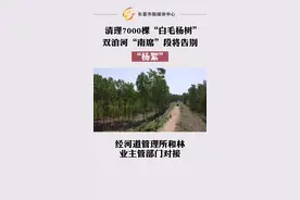 清理7000棵“白毛杨树”！今年，双洎河南席段将告别“杨絮”视频封面