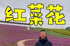 春节到璧山看红菜花儿，不要门票停车免费。#璧山 #三担湖公园 #看花 #重庆美好推荐官 @林海读车 @抖音短视频 
