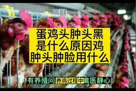 禽医静心谈蛋鸡头肿头黑是什么原因鸡肿头肿脸用什么##科学养鸡 #视频封面