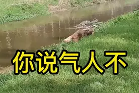 原来是个抓鱼小能手#金毛 #万物皆有灵性 #家有萌宠金毛视频封面