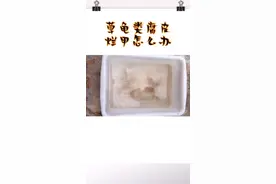 最适合草龟类，过冬和饲养的方式！你们乌龟有碰到过腐皮烂甲的情况吗，而且换水也没用？那么黄泥水和鬼针草可以解决。