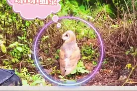 一定要狠狠的幸福下去！愿一切安好，再不相见！#野生动物 #平安非你莫鼠