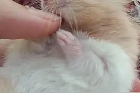 #仓鼠 #金丝熊 大家都知道金丝熊的分类吗？