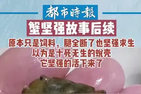 #蟹坚强故事后续 原本只是饲料，腿全断了也坚强求生。以为是十死无生的蜕壳，它活下来了，它坚强的活下来了！视频封面