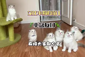 小猫多大做第一针疫苗 #vlog日常 #抖in萌宠计划