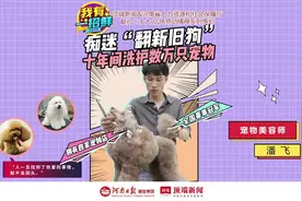 郑州小伙给狗美容成全国冠军，四家美容店每年洗护上千只宠物。视频封面