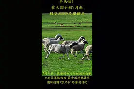 羊来啦！蒙古国外交部邻国局局长巴特策策格表示，蒙方计划将于9月份向中方移交首批活羊。视频封面
