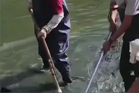 近日，有群众反映，青岛西海岸新区一小区内人工湖中出现了数条“怪鱼”，有一米多长，长嘴尖牙，以湖中的其他鱼类为食，疑似外来物种鳄雀鳝。当地政府得知消息后迅速组织小区物业，进行抽水捕捞。8月27日，两条鳄雀鳝被捕捞上岸。据了解，湖内仍有未被捕获的鳄雀鳝，捕捞仍在进行中。视频封面