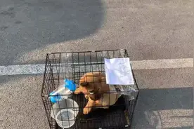 铁嘴小奶狗去长沙粉丝家，一路顺风#中华田园犬 #保护中华田园犬视频封面