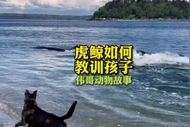 虎鲸妈妈如何教训孩子？#动物故事 #万物皆有灵性 #萌宠视频封面