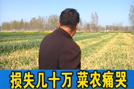20多亩大蒜被喷除草剂颗粒无收！损失几十万，到底谁干的？！ #蒜     #狠人视频封面