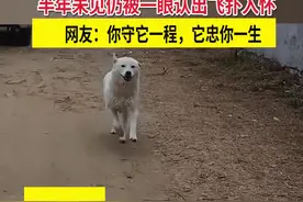 女子暴雨后捡回的小狗长大了 半年未见仍被一眼认出飞扑入怀视频封面
