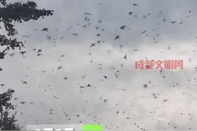 成都青白江上空，有网友拍到大量小鸟在天空中盘旋，求问这是什么现象？有知道的网友评论留言…… 视频封面