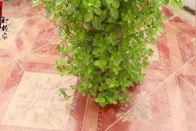 三分钟教会你在家种薄荷小诀窍，简单又实用，枝繁叶茂绿油油！视频封面