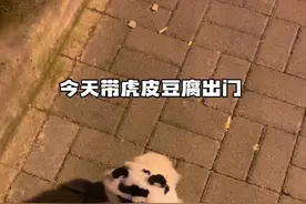 当小不点遇上大块头……#遛狗 #博美豆腐视频封面