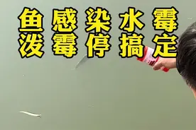 如果你的鱼出现：体表腐烂，白毛附着，行动迟缓，腮丝出血等现象 外泼洒霉停两次即可#水产养殖 #冬季水霉 #水产人视频封面